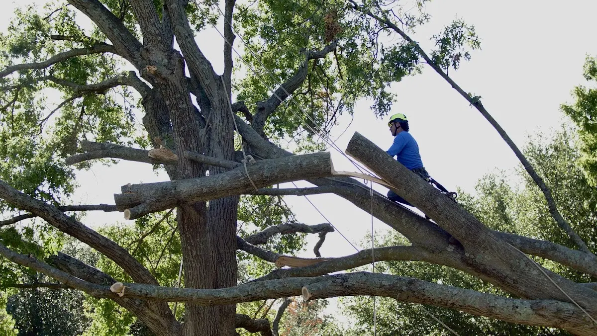 Professional Hazardous Tree Removal performed by certified arborists in Roach