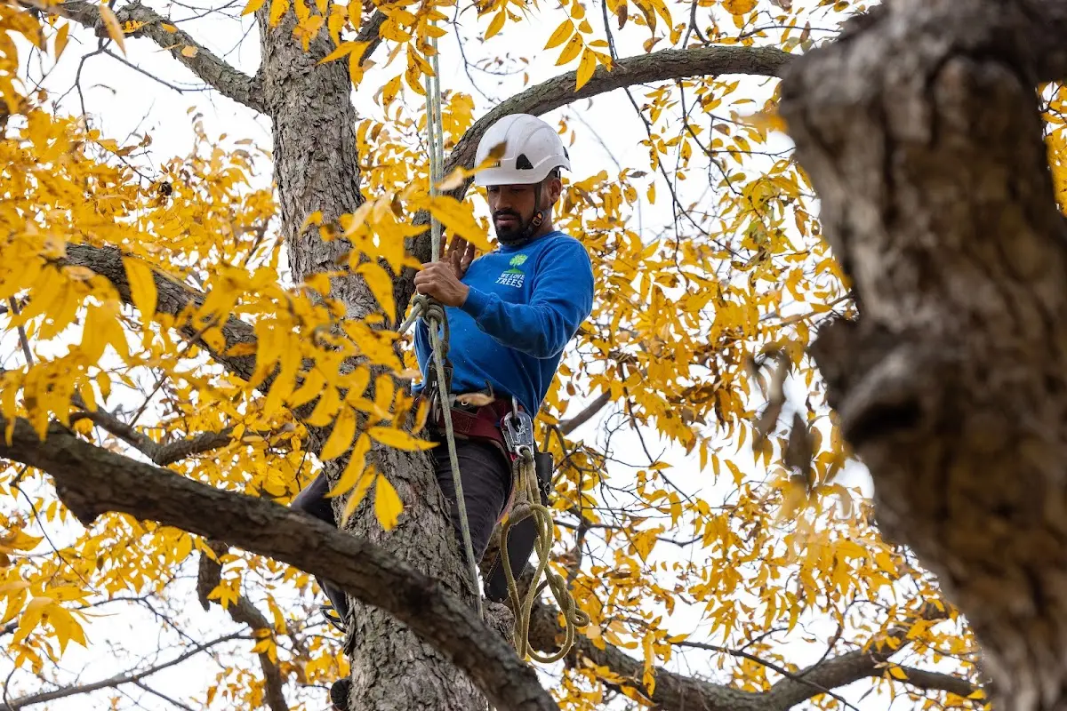 Skilled Dead Tree Removal crew working in Roach